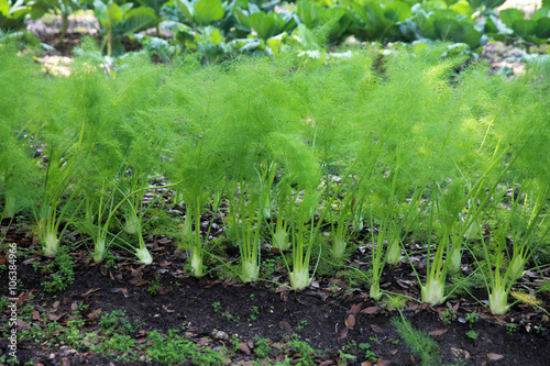 vegetable garden with fennel