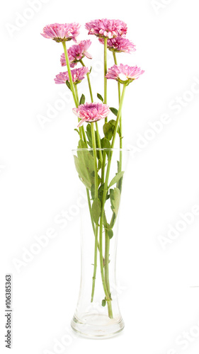 white pink chrysanthemum flowers .in vase isolated