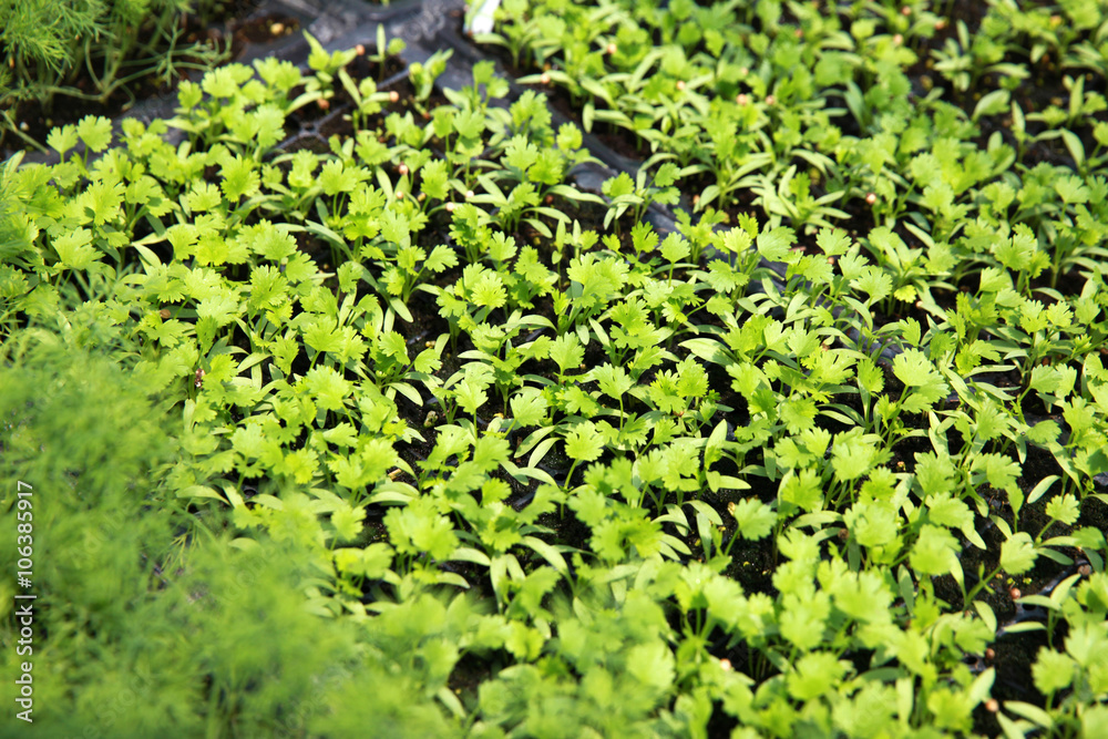 cilantro seedlings