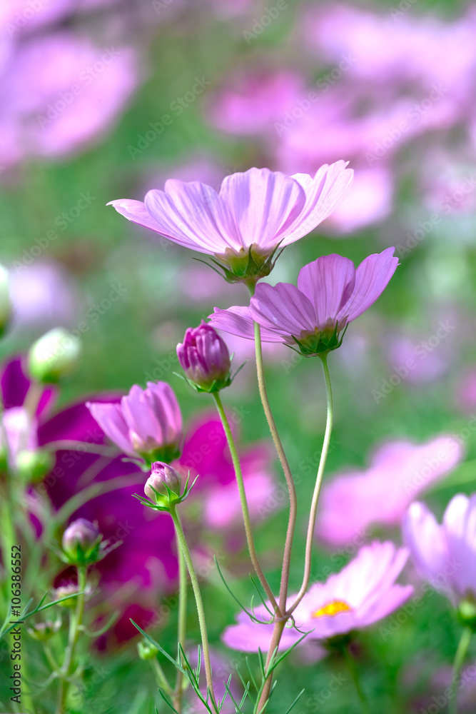 Cosmos Bipinnatus flowers in the garden with the flowers symbolize a happy family together in the beautiful garden and romance with father, mother and children under warm Cosmos Bipinnatus flowers in the garden with the flowers symbolize a happy family together in the beautiful garden and romance with father, mother and children under warm