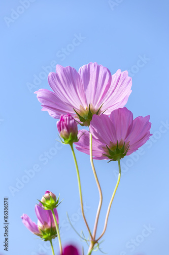 Toward Cosmos Bipinnatus double flowers with purple sky blue sky more brilliant flowers desire to reach perfection beauty in nature