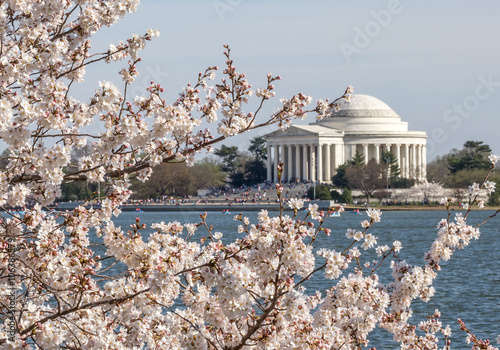 Jefferson Memorial and cherry blossom 