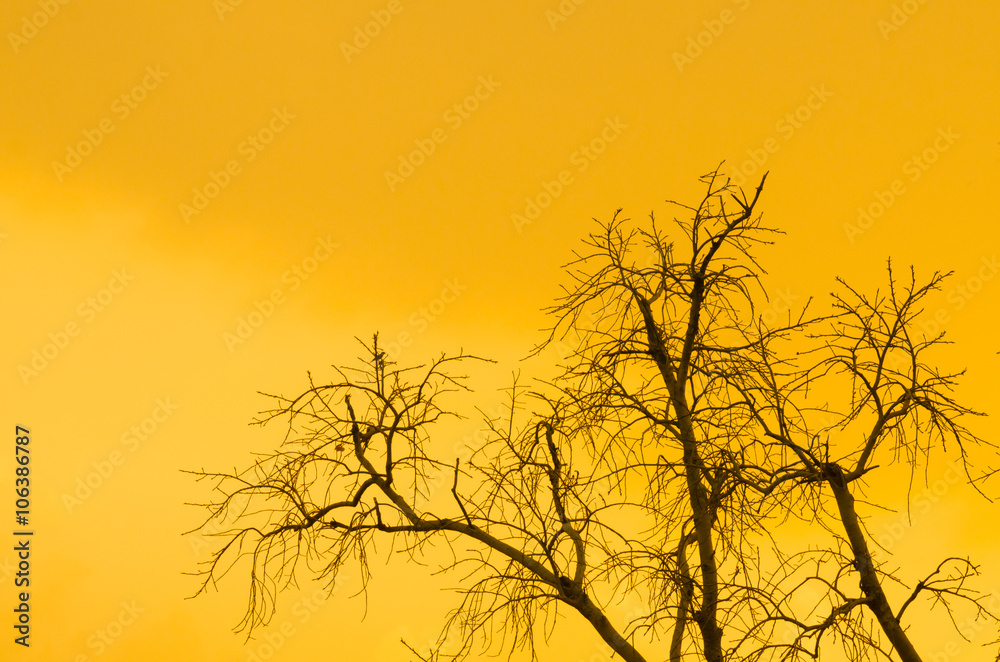 Tree with orange sun light background Tree with orange sun light background