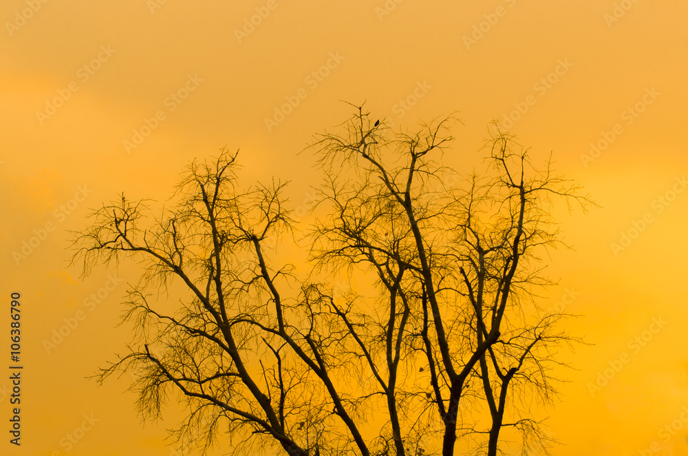 Tree with orange sun light background Tree with orange sun light background