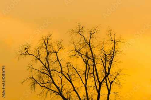 Tree with orange sun light background