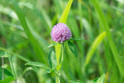 Red Clover