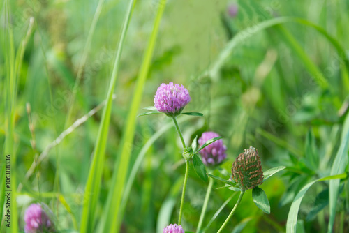 Red Clover