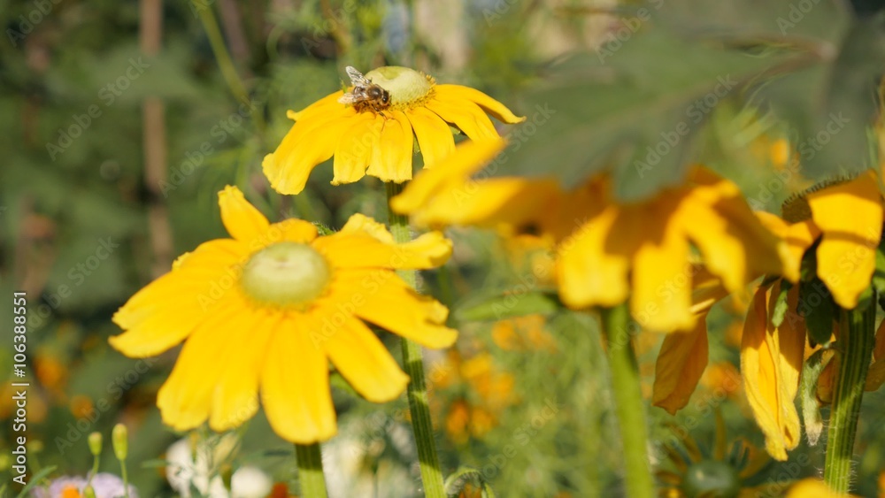 Bee on Rudbeckia hirta Irish Spring flower in the garden 4K 3840X2160 UltraHD footage - Rudbeckia hirta Irish eyes yellow petals and insect 4K 2160p UHD video Bee on Rudbeckia hirta Irish Spring flower in the garden 4K 3840X2160 UltraHD footage - Rudbeckia hirta Irish eyes yellow petals and insect 4K 2160p UHD video