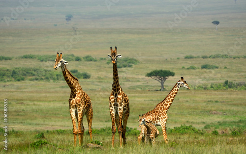 Maasai giraffes, Maasai Mara Game Reserve, Kenya
