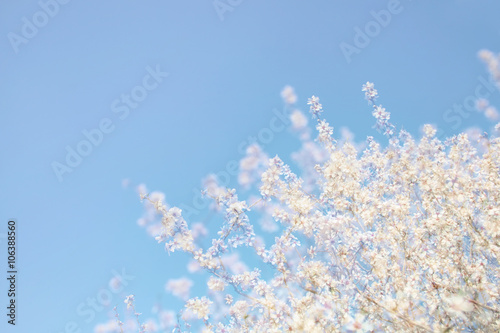 abstract dreamy and blurred image of spring white cherry blossoms tree. selective focus. vintage filtered 