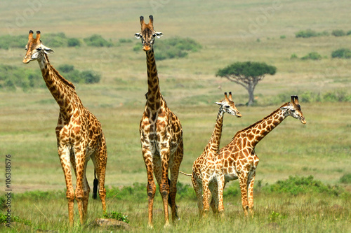 Maasai giraffes, Maasai Mara Game Reserve, Kenya