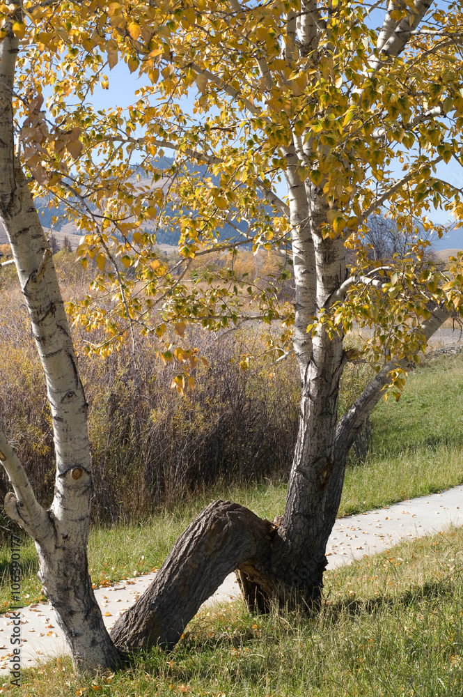 Fototapeta premium Interesting trees