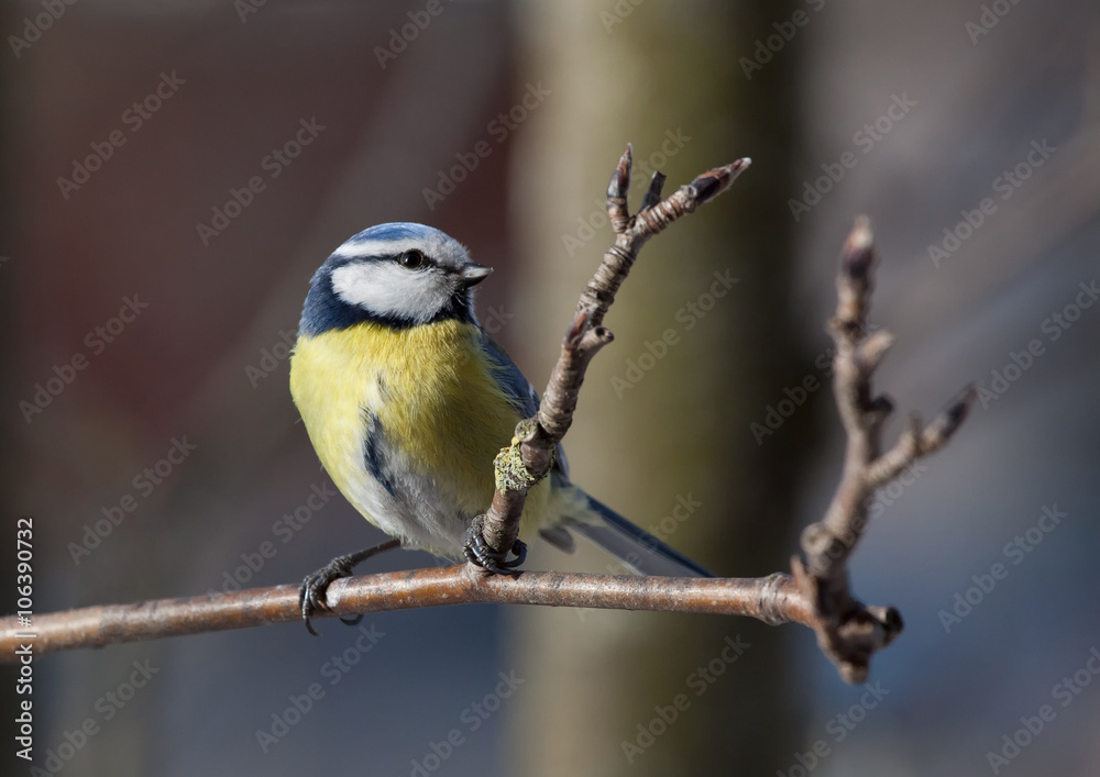 Blue titmouse sits on a branch a mountain ash Blue titmouse sits on a branch a mountain ash