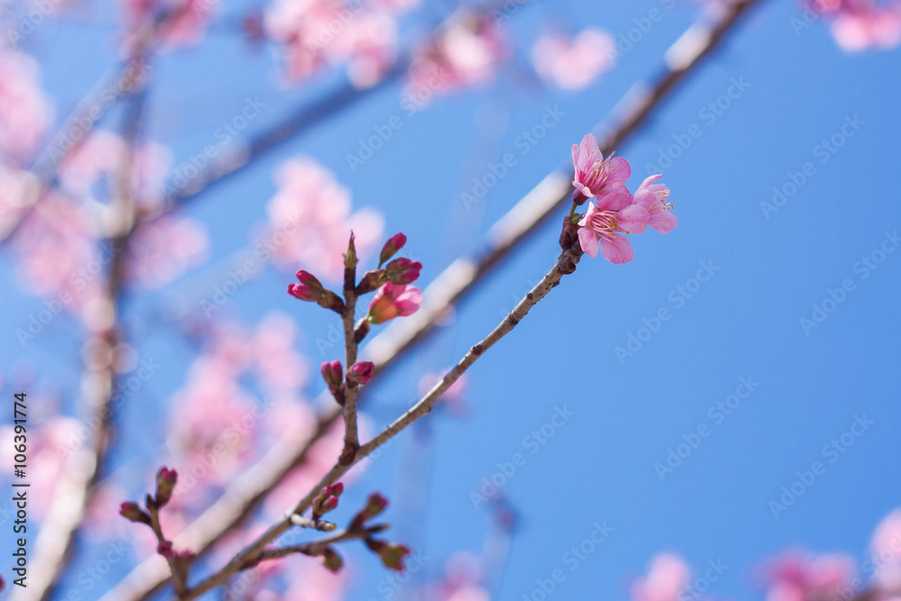 Spring sakura pink blossom in Chiangmai, Thailand. Spring sakura pink blossom in Chiangmai, Thailand.