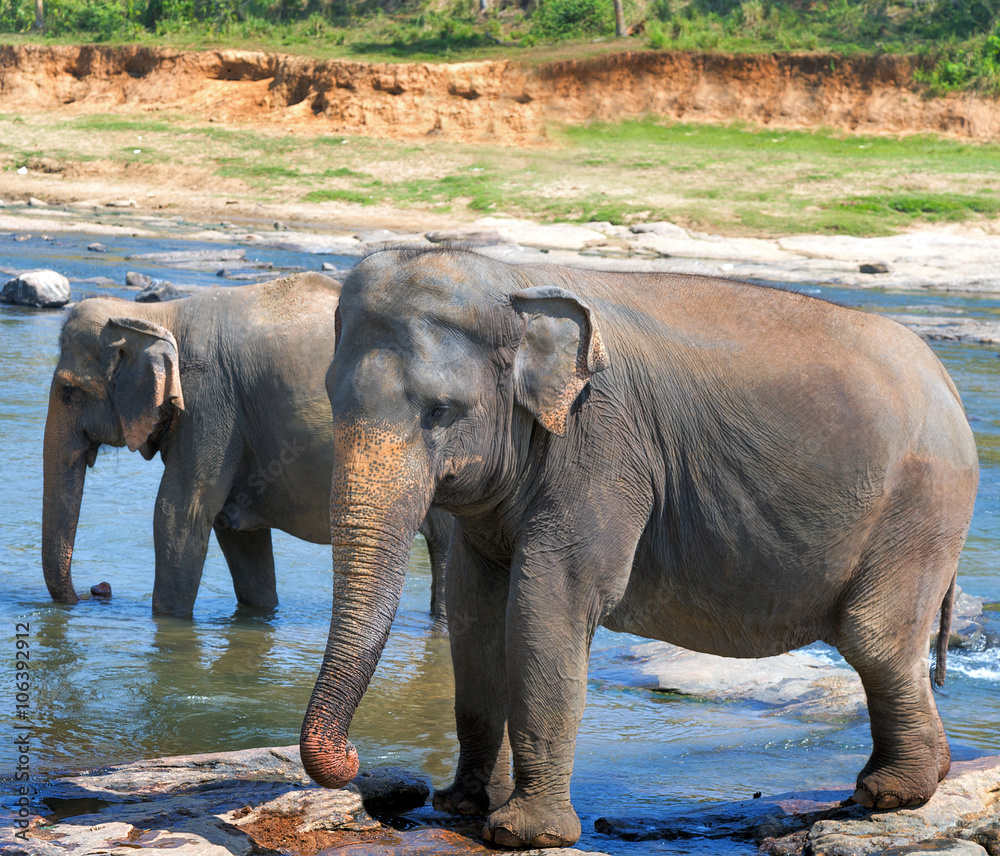 Pinnawala elephant Sri Lanka river safari