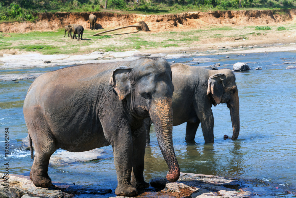 Elephant attraction river safari