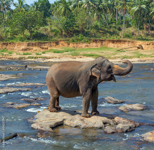 Elephant Asia jungle