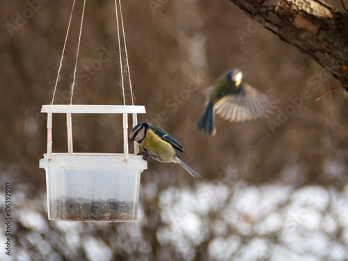 winter bird feeders