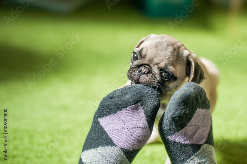 Pug puppy bites foot