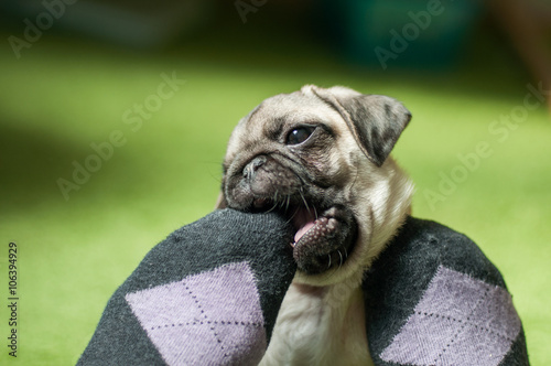 Pug puppy bites foot