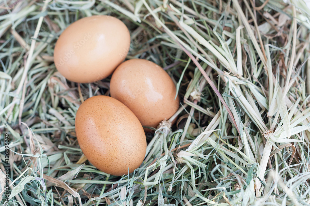 eggs in nest