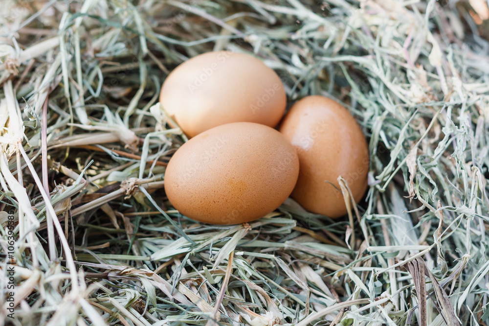 eggs in nest eggs in nest