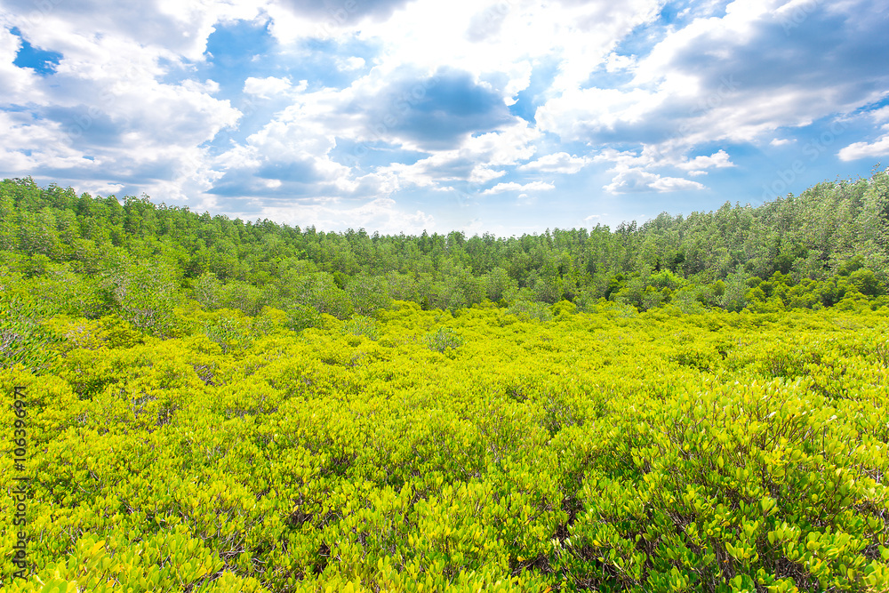 Forest and sky