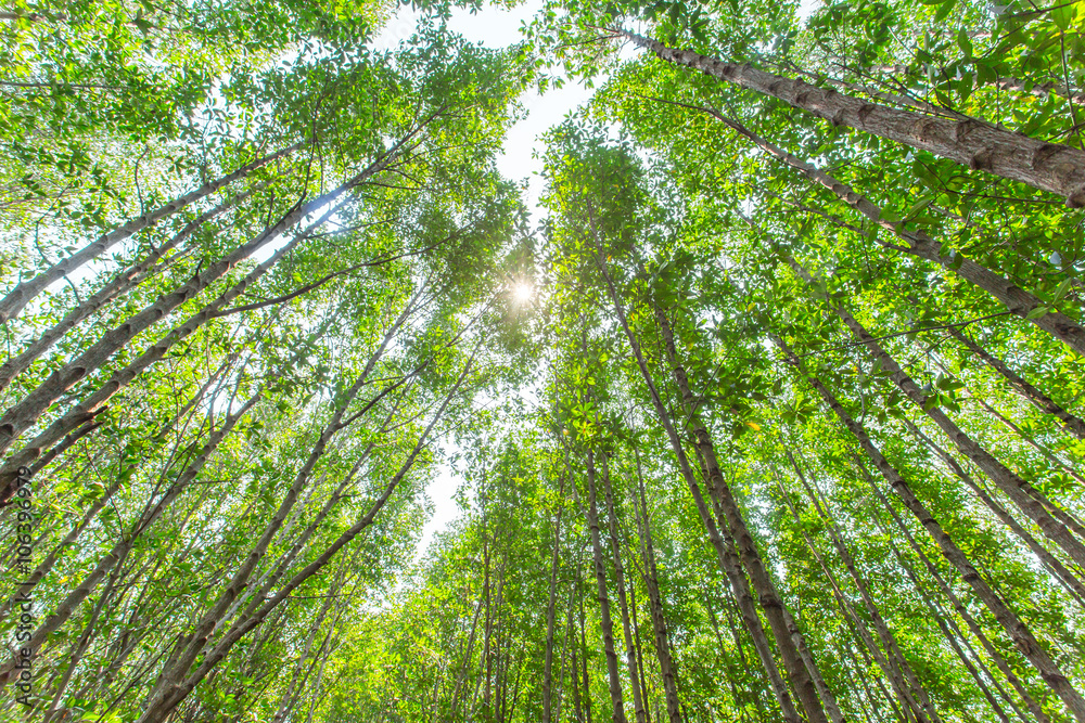 Fototapeta premium Ceriops tagal in the mangrove forest blur