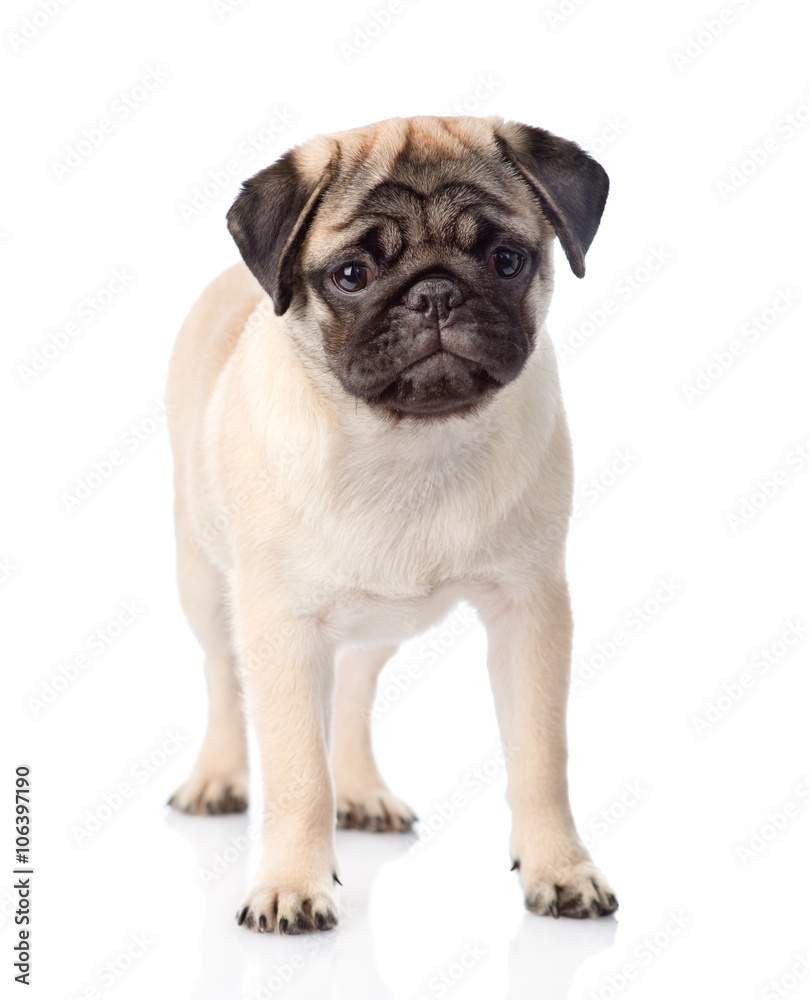 pug puppy standing in front. isolated on white background