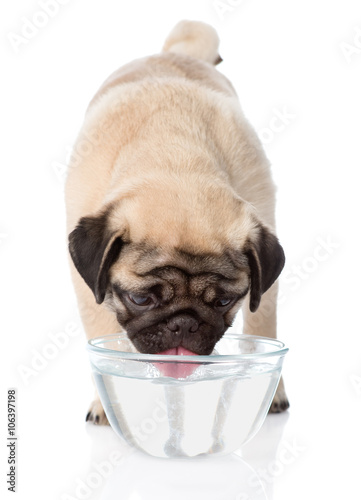 Pug puppy drinks water. isolated on white background © Ermolaev Alexandr