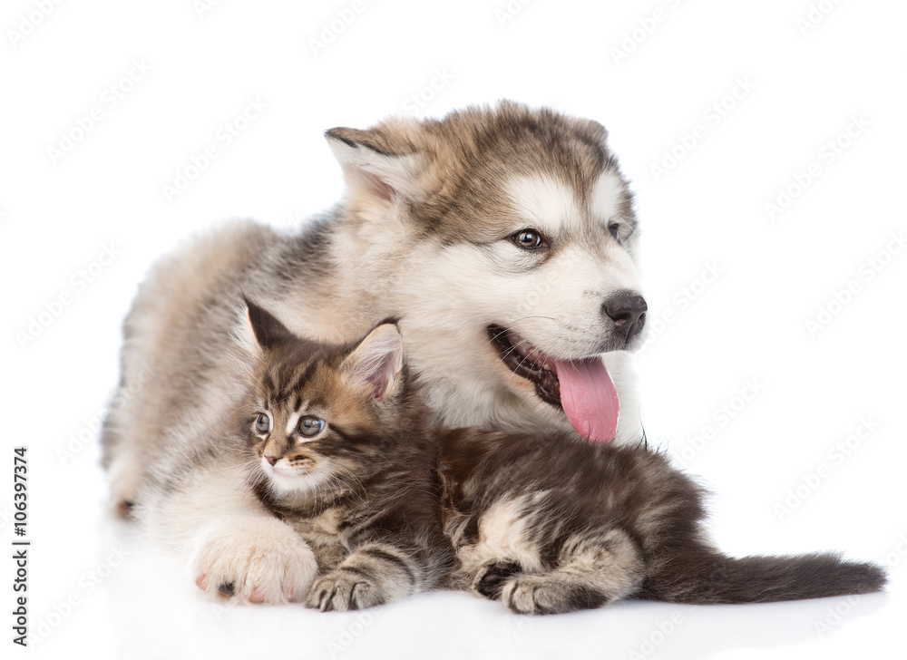 alaskan malamute puppy hugging maine coon kitten. isolated on wh