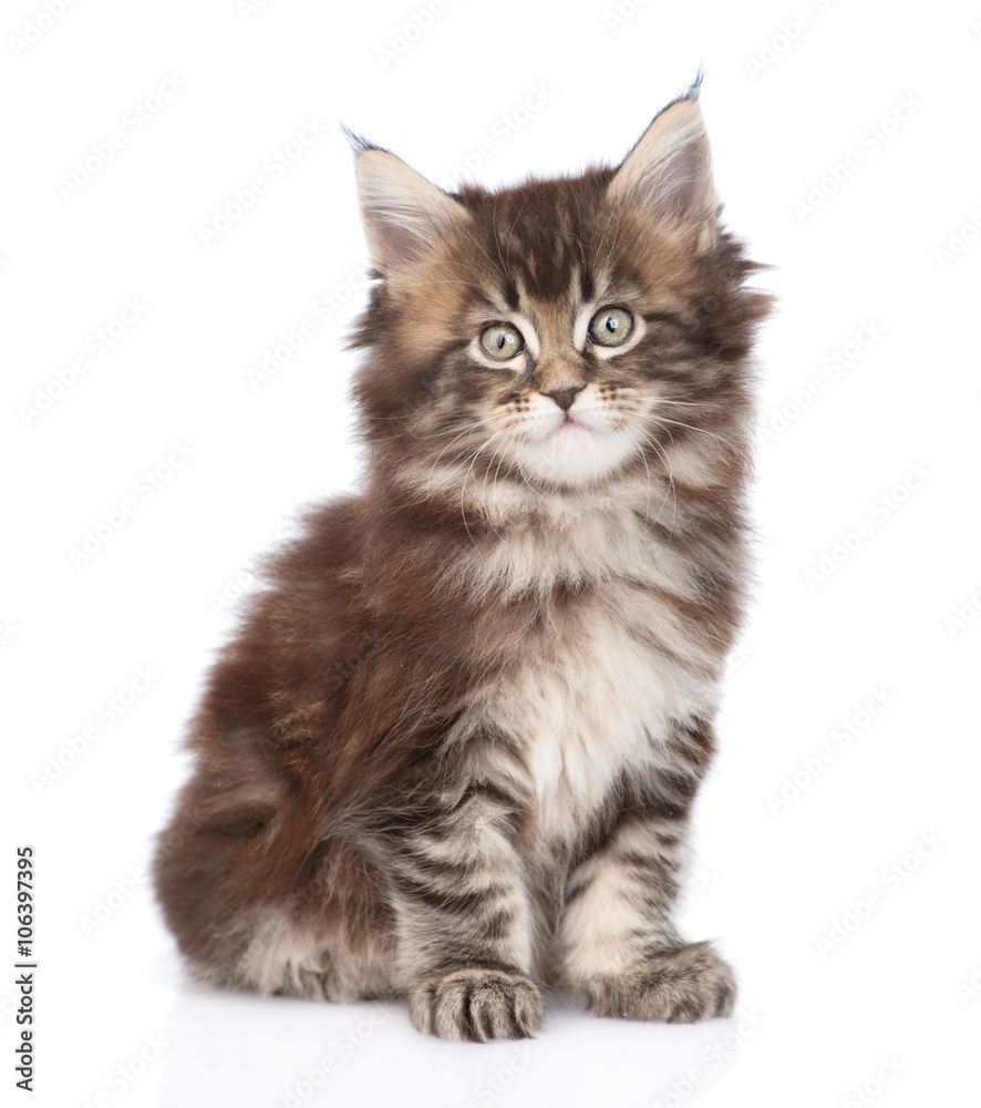 Portrait small maine coon kitten. isolated on white background