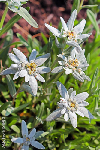 Edelweiss Alpine, leontopodium (Leontopodium)