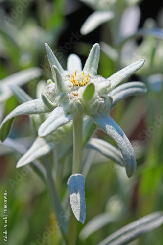 Edelweiss Alpine, leontopodium (Leontopodium) photo