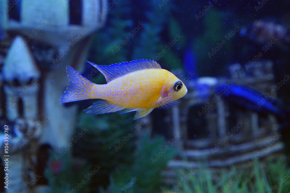 aquarium