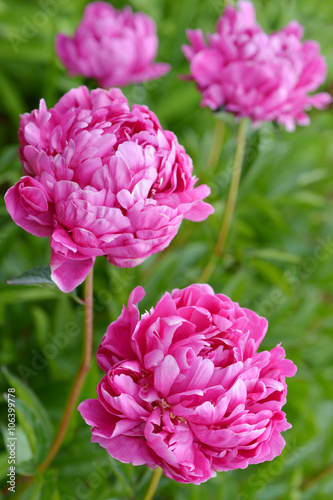 Flowers Pink Peonies