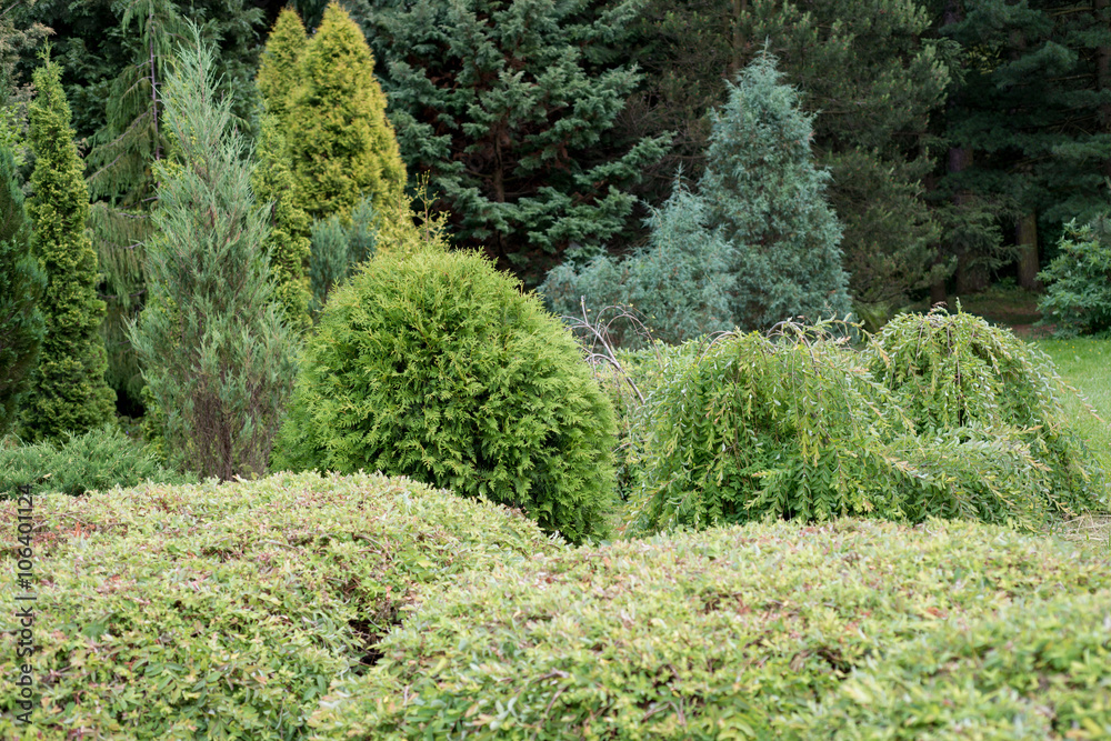Evergreens in the garden Evergreens in the garden