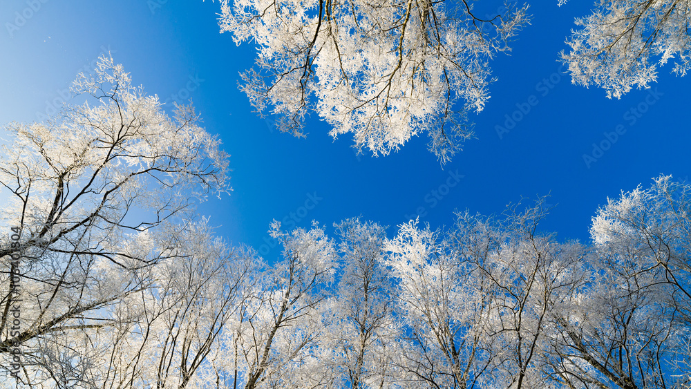The tops of trees covered with hoarfrost against the blue sky The tops of trees covered with hoarfrost against the blue sky