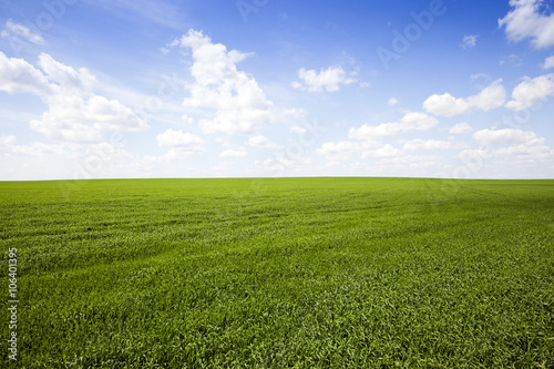 field with cereals 