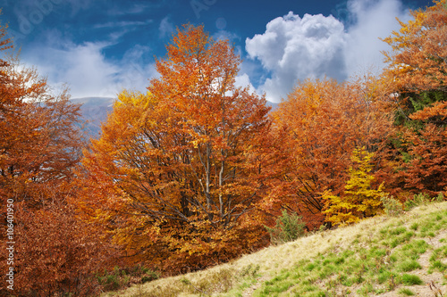 Autumn beech forest on the slopes of the Carpathians.