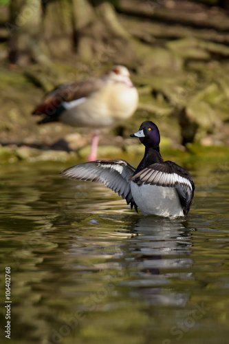 Tufted Duck, Aythya fuligula