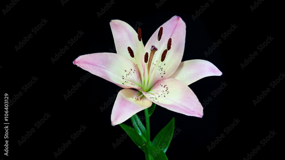Timelapse of light pink lily flower blooming on black background in 4K (4096x2304)