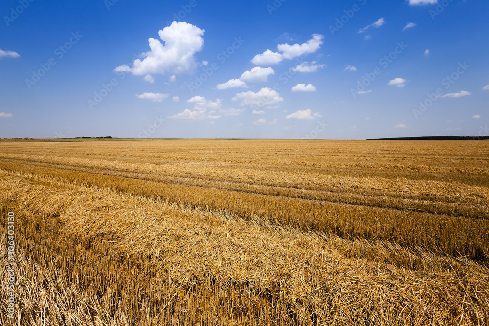   harvest of cereals