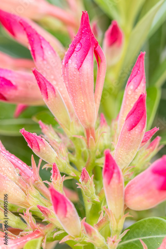 Pink flowers, Pink Adenium. © winlyrung
