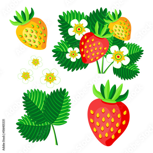bush blooming strawberry with berries and flowers vector set illustration