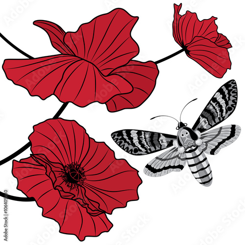 death's head hawk moth and red poppy