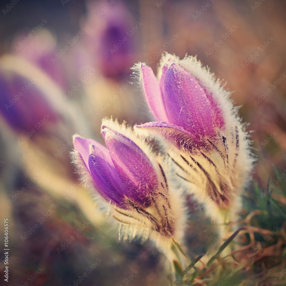 Beautiful blooming spring flowers in the meadow at sunset. Natural colored blurred background. Pasque Flowers - Pulsatilla grandis. Beautiful blooming spring flowers in the meadow at sunset. Natural colored blurred background. Pasque Flowers - Pulsatilla grandis.