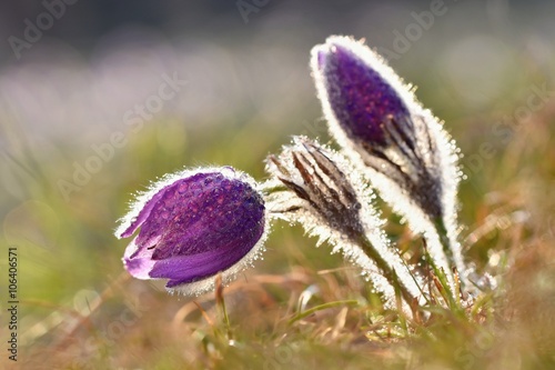 Beautiful blooming spring flowers in the meadow at sunset. Natural colored blurred background. Pasque Flowers - Pulsatilla grandis.