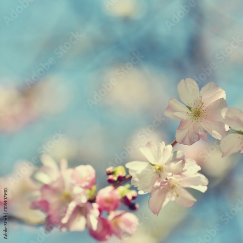 Beautifully flowering ornamental tree. White and pink blossoms with sunshine and blue skies. Nice seasonal nature blurred background in spring. Sakura tree (Prunus subhirtella)