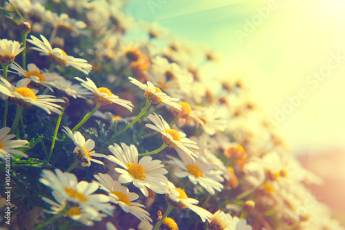 Fototapeta Naklejka Na Ścianę i Meble -  Daisy flowers. Beautiful nature scene with blooming chamomiles
